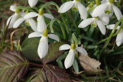 Ersters Frühlingserwachen