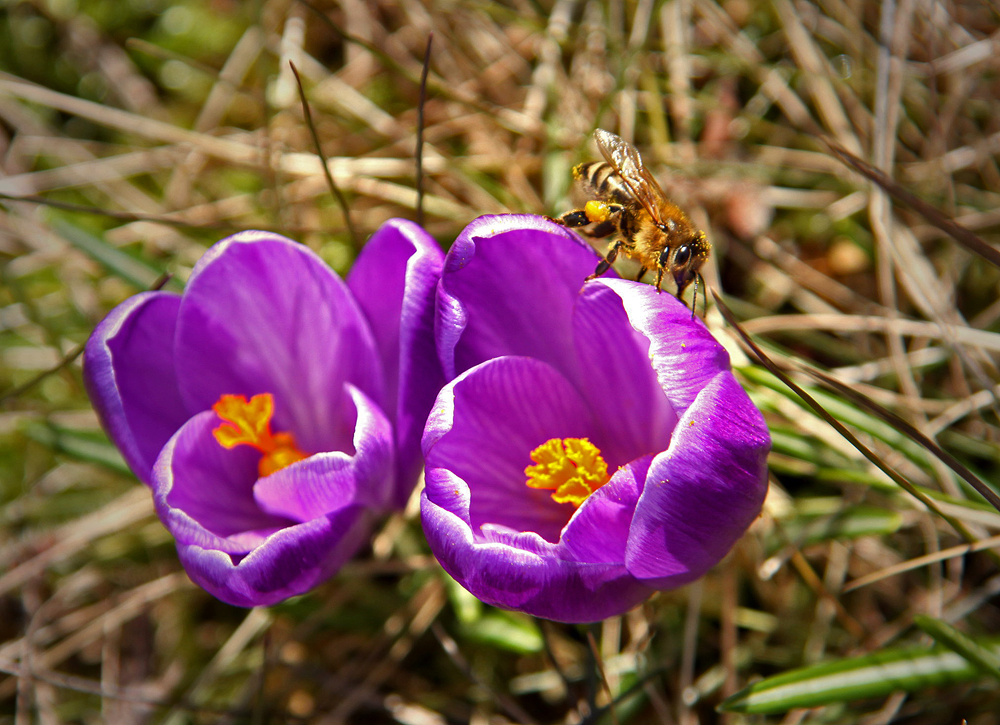 erstes Bienchen 2013