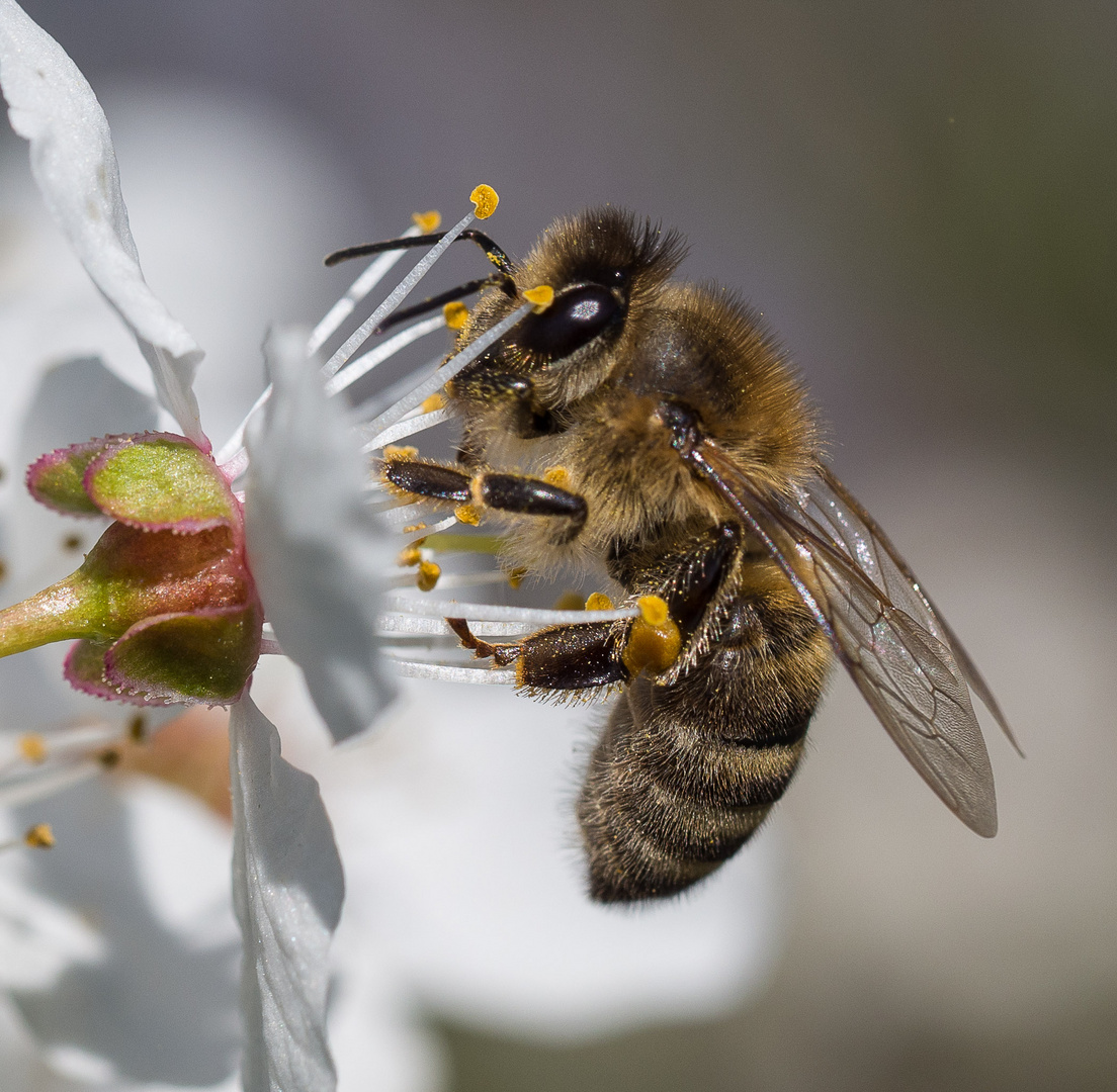 Erstes Bienchen !