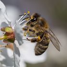 Erstes Bienchen !