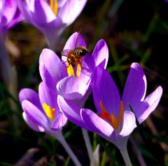 Erstes Bienenfutter