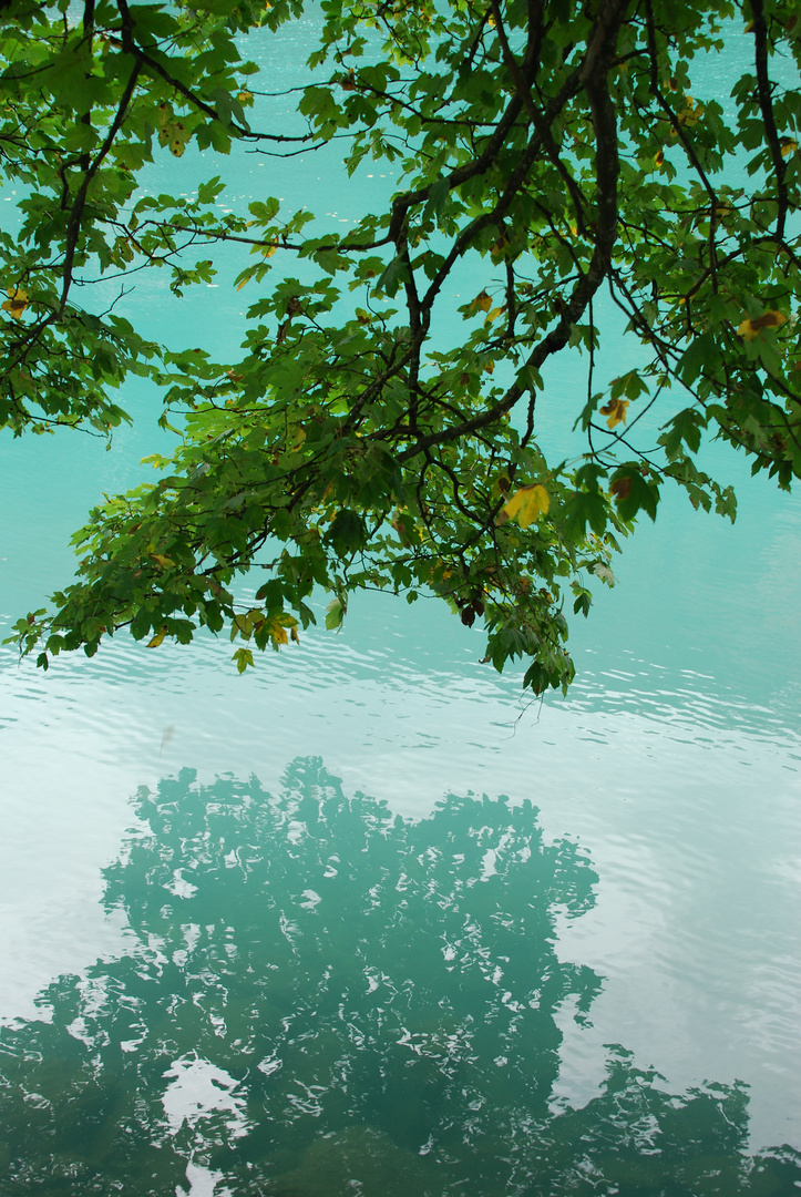 Erstes Blatt fällt Foto & Bild jahreszeiten, herbst, wasserwelten