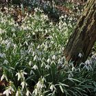 Erstes Blühen im Jasmunder Wald