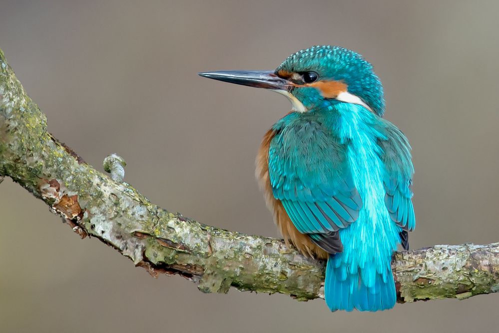 Erstes Eisvogelbild 2016