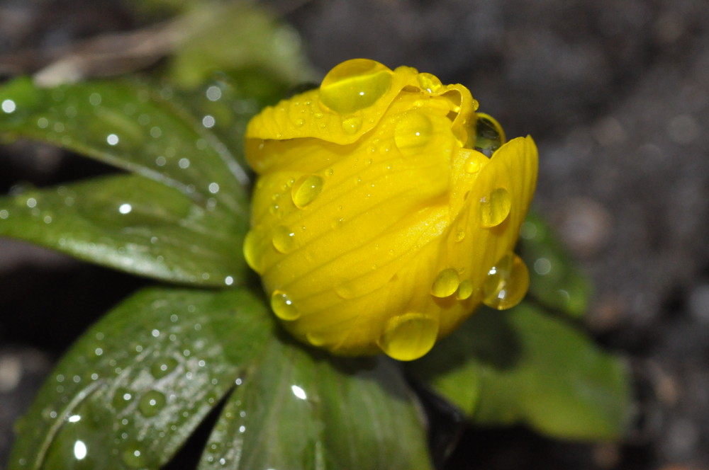 erstes Erwachen,HURRA der Frühling kommt doch!!!