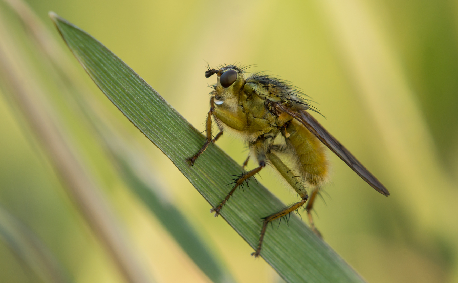 Erstes Fliegenmakro in diesem Jahr