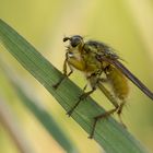 Erstes Fliegenmakro in diesem Jahr