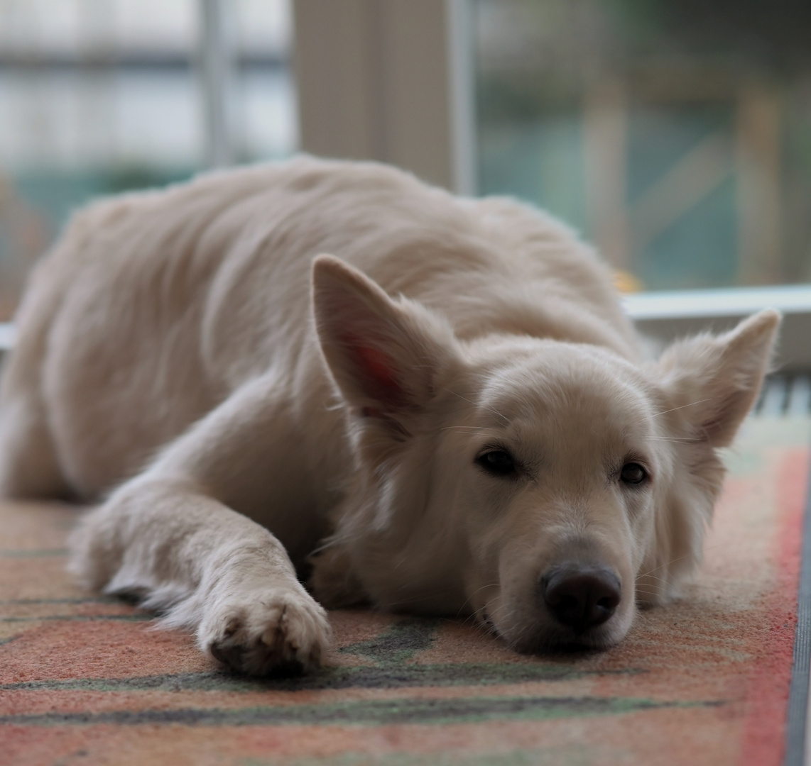 Erstes Fotoshooting mit dem neuen 85/1.8 Z