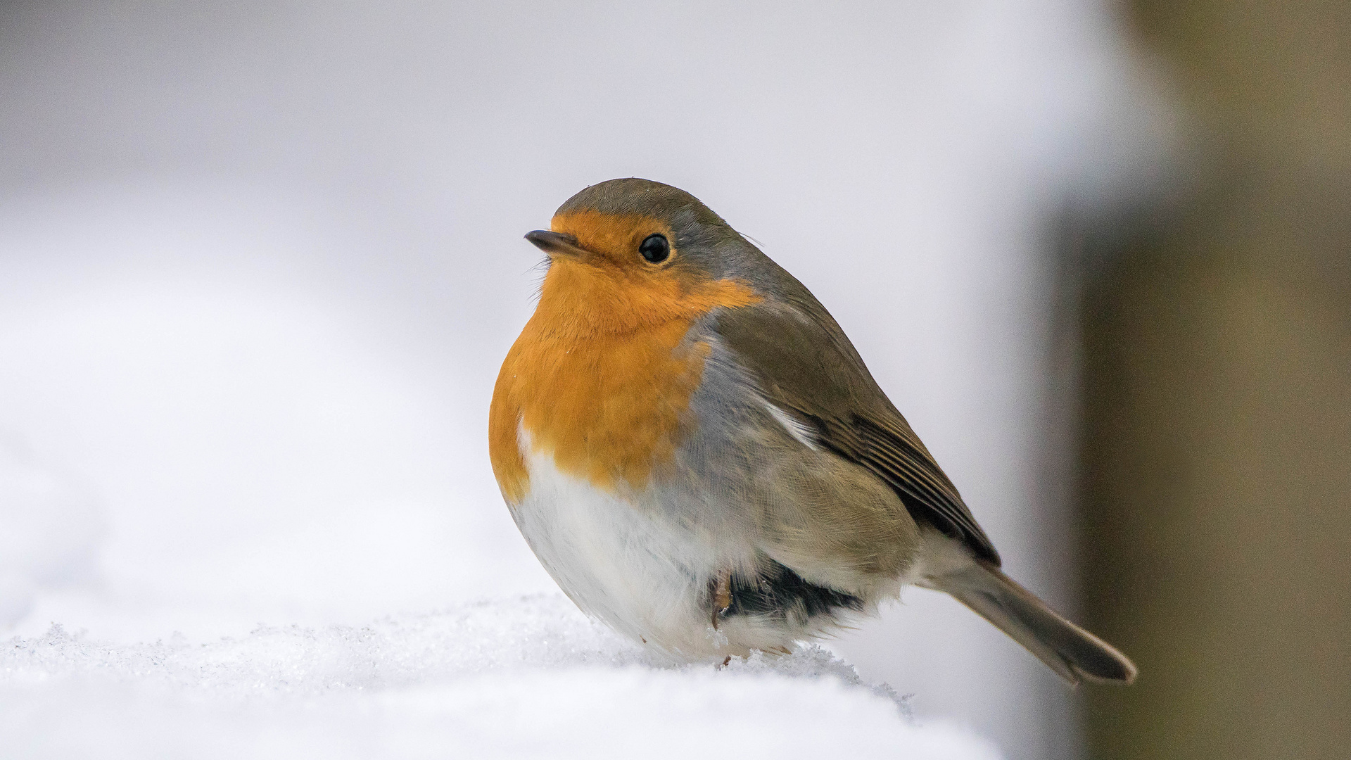 erstes Frostkehlchen 