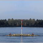 - erstes Frühlingsblinzeln am Rhein -