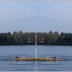 - erstes Frühlingsblinzeln am Rhein -