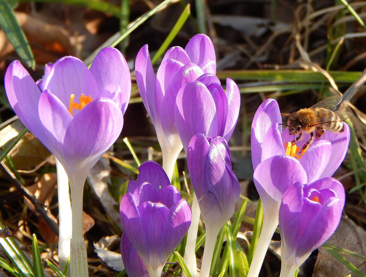 erstes Frühlingserwachen 2015