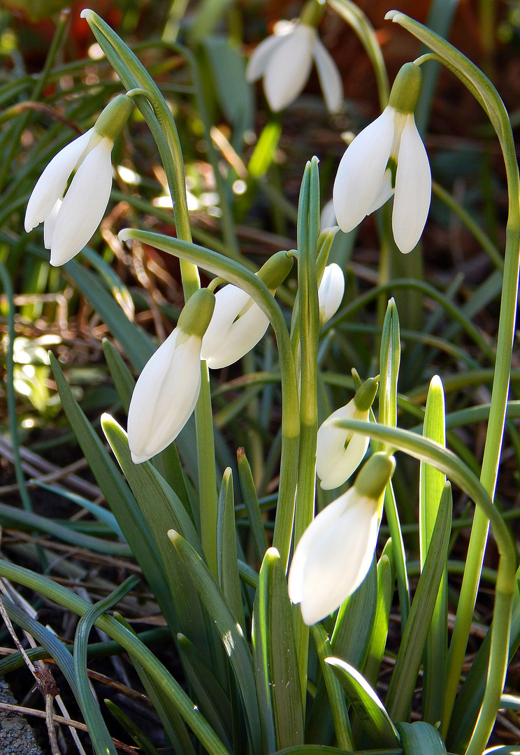 erstes Frühlingserwachen 2015 Part 4