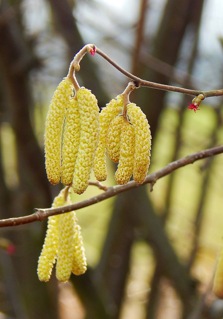 erstes Frühlingserwachen 2015 Part 5