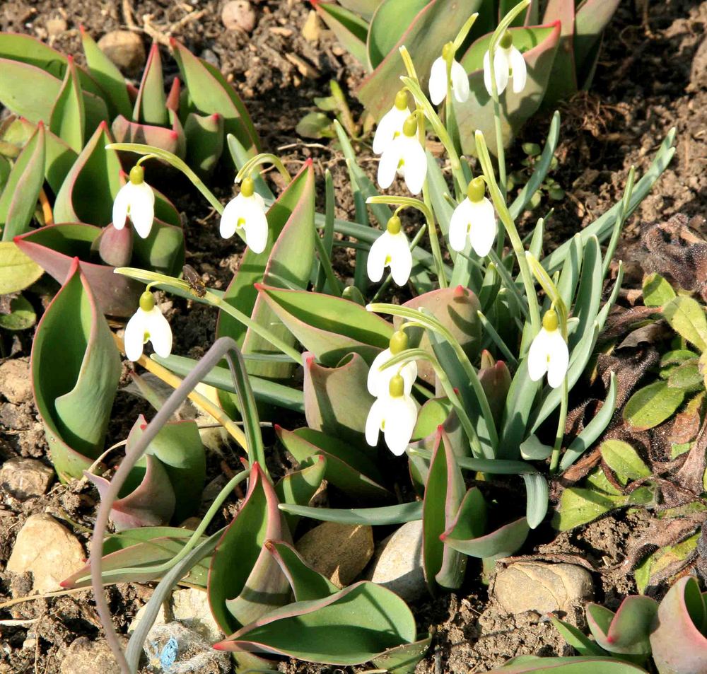 Erstes Frühlingserwachen im Tösstal