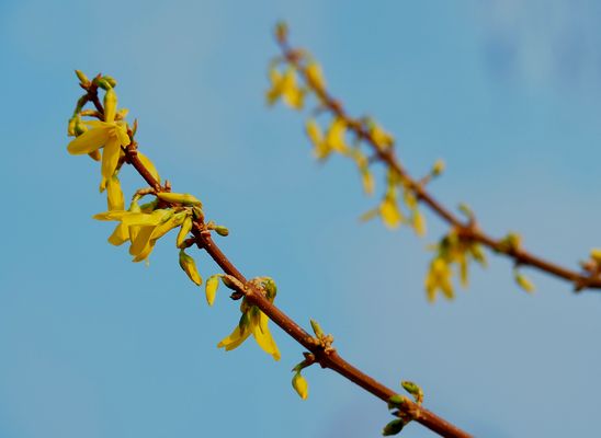 Erstes Frühlingszeichen