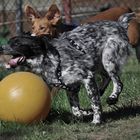 Erstes Fußballspiel