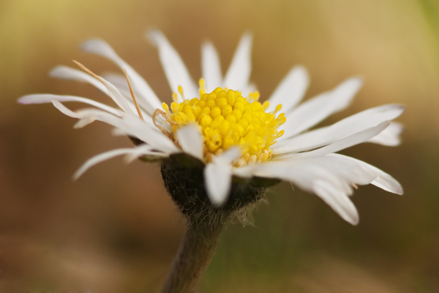 Erstes Gänseblümchen 2010