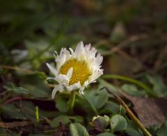 Erstes Gänseblümchen 2011