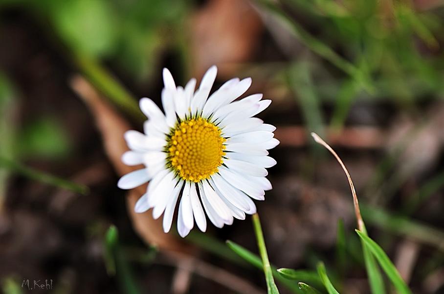 Erstes Geisseblüemli in unserrem Garten 