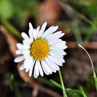 Erstes Geisseblüemli in unserrem Garten 