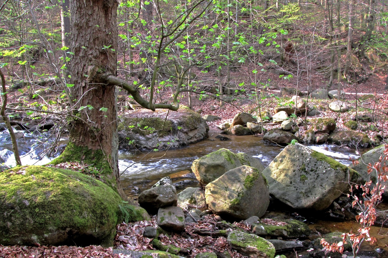 Erstes Grün am Bach