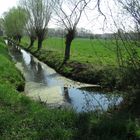 Erstes Grün am Pastorensteg