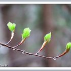 Erstes Grün am Start  (mit Gedicht)