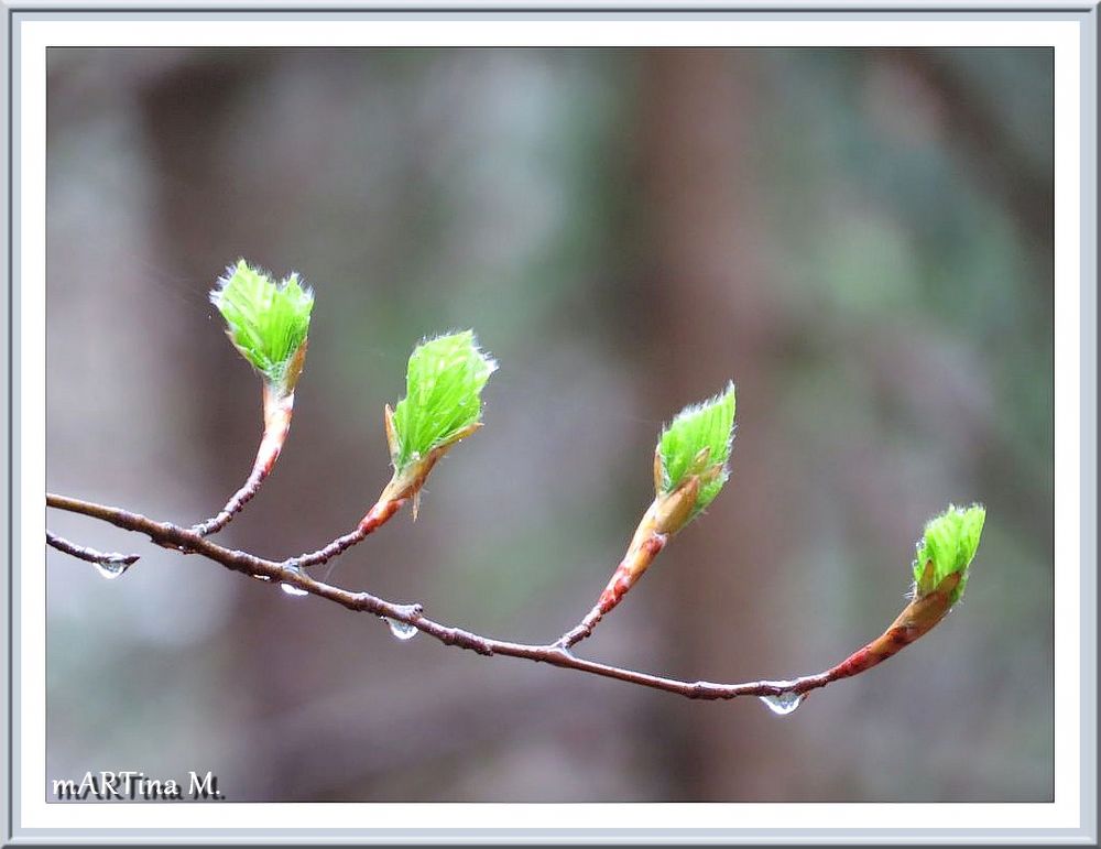 Erstes Grün am Start  (mit Gedicht)