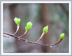 Erstes Grün am Start  (mit Gedicht)