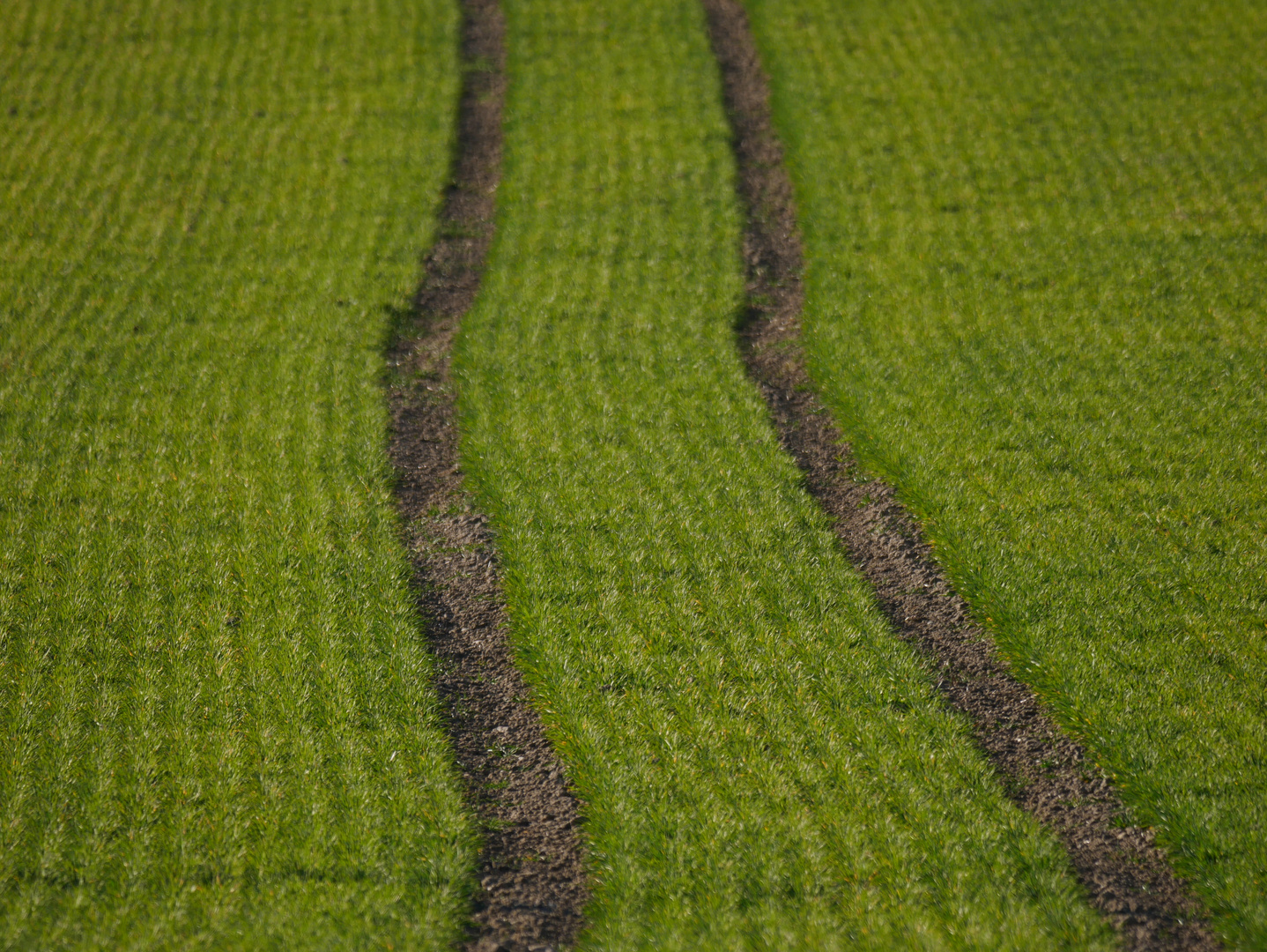 erstes Grün auf dem Acker