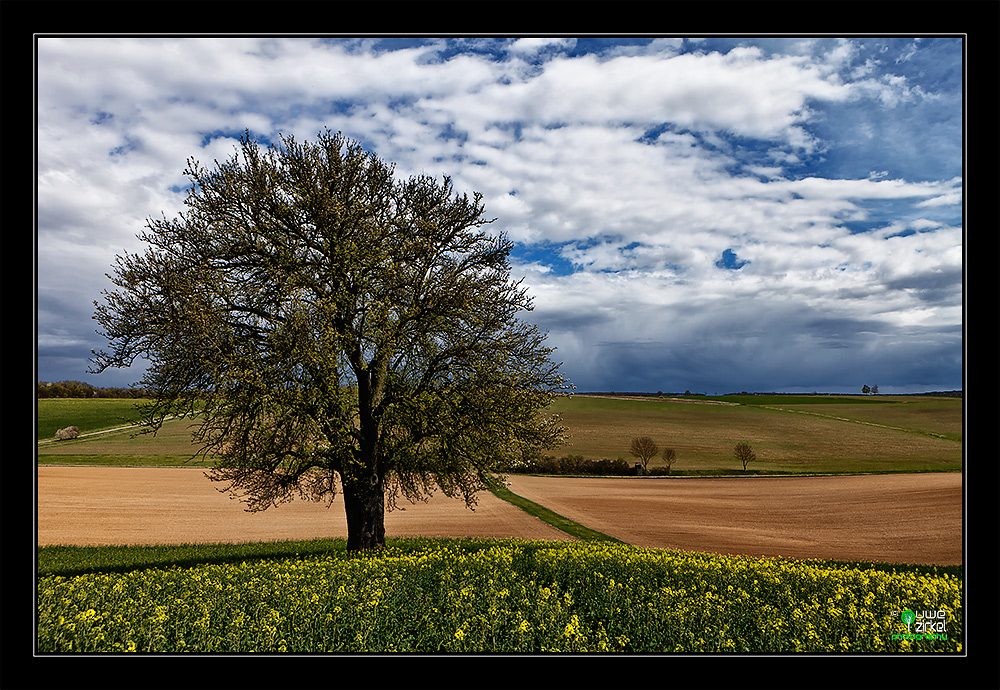 Erstes Grün