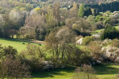 Erstes Grün im Frühling