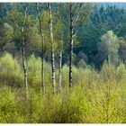 ERSTES GRÜN IM HOCHMOOR...