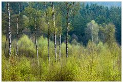 ERSTES GRÜN IM HOCHMOOR...