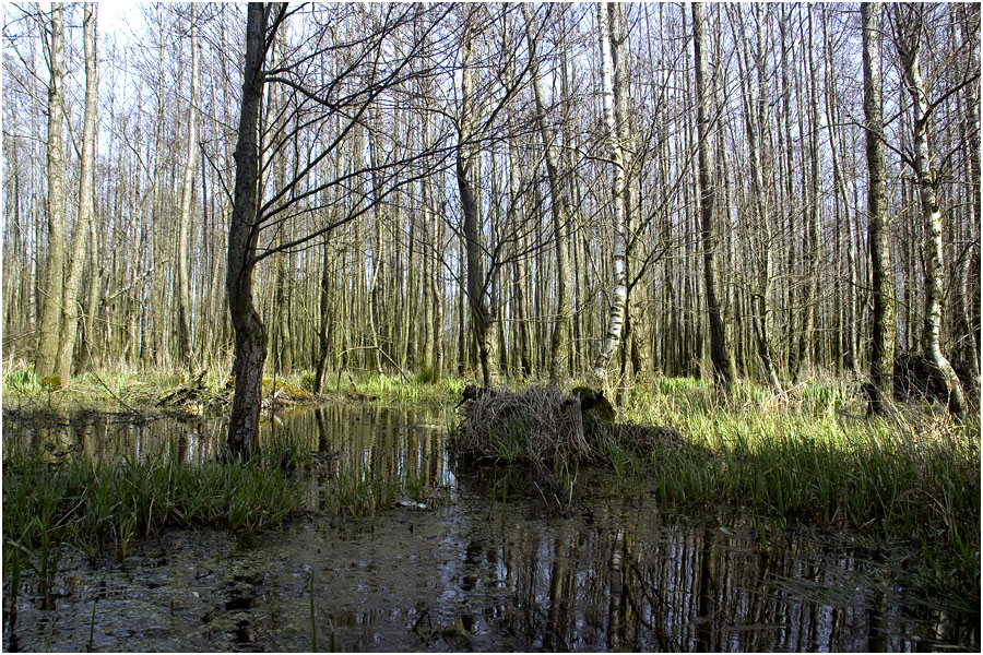 erstes Grün im Moor