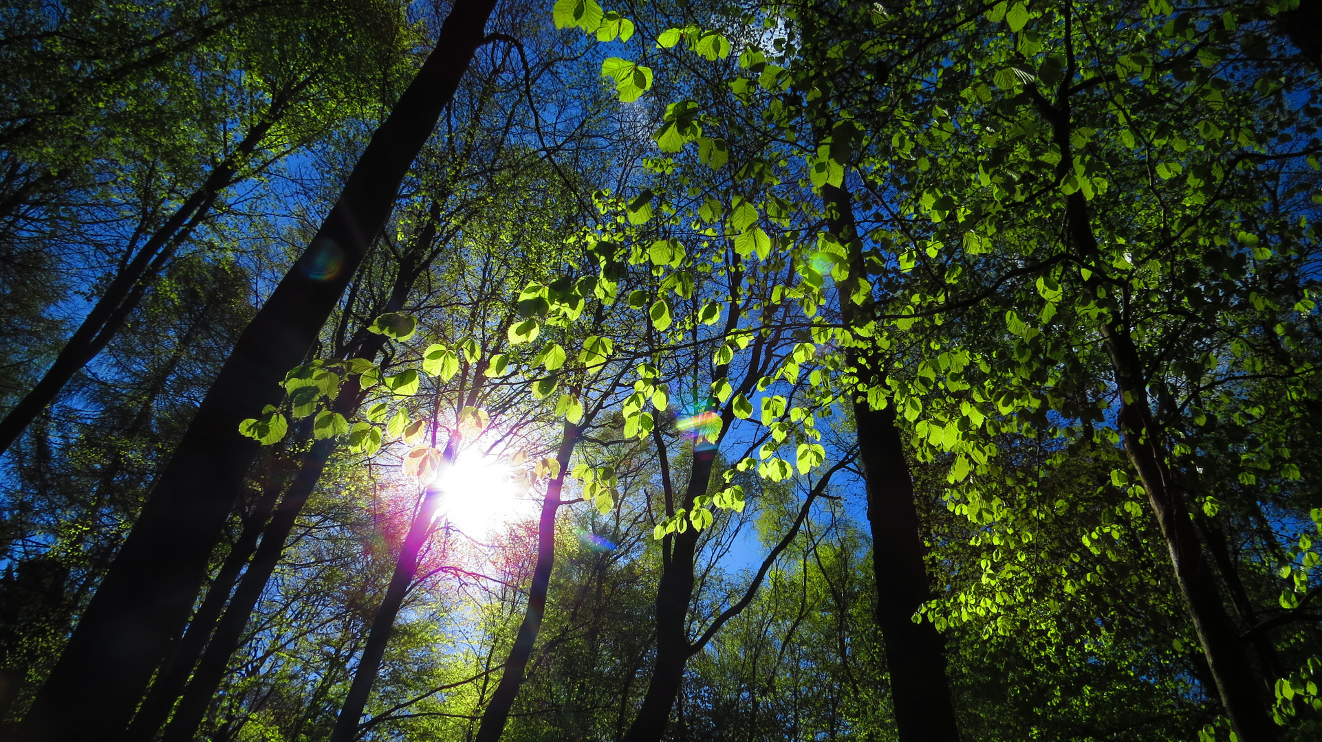 Erstes Grün im Wald