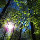 Erstes Grün im Wald