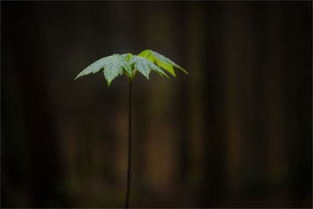 erstes Grün im Wald