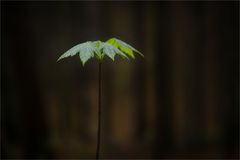 erstes Grün im Wald