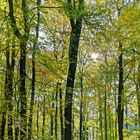 Erstes Herbstfeuer in den Baumkronen