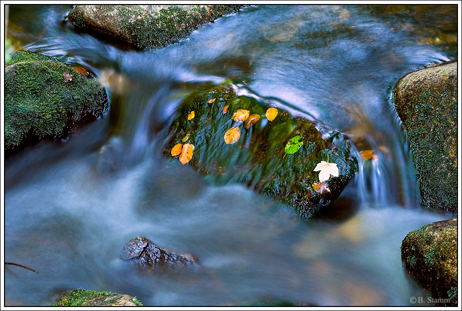 Erstes Herbstlaub