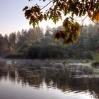 erstes Herbstlaub