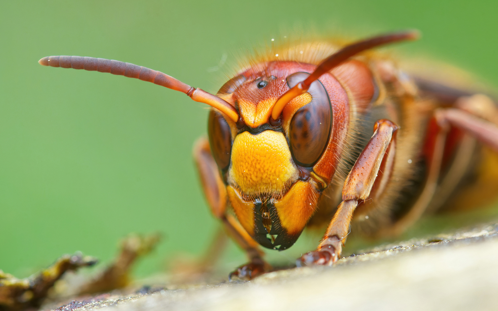 erstes Hornissen Portrait 