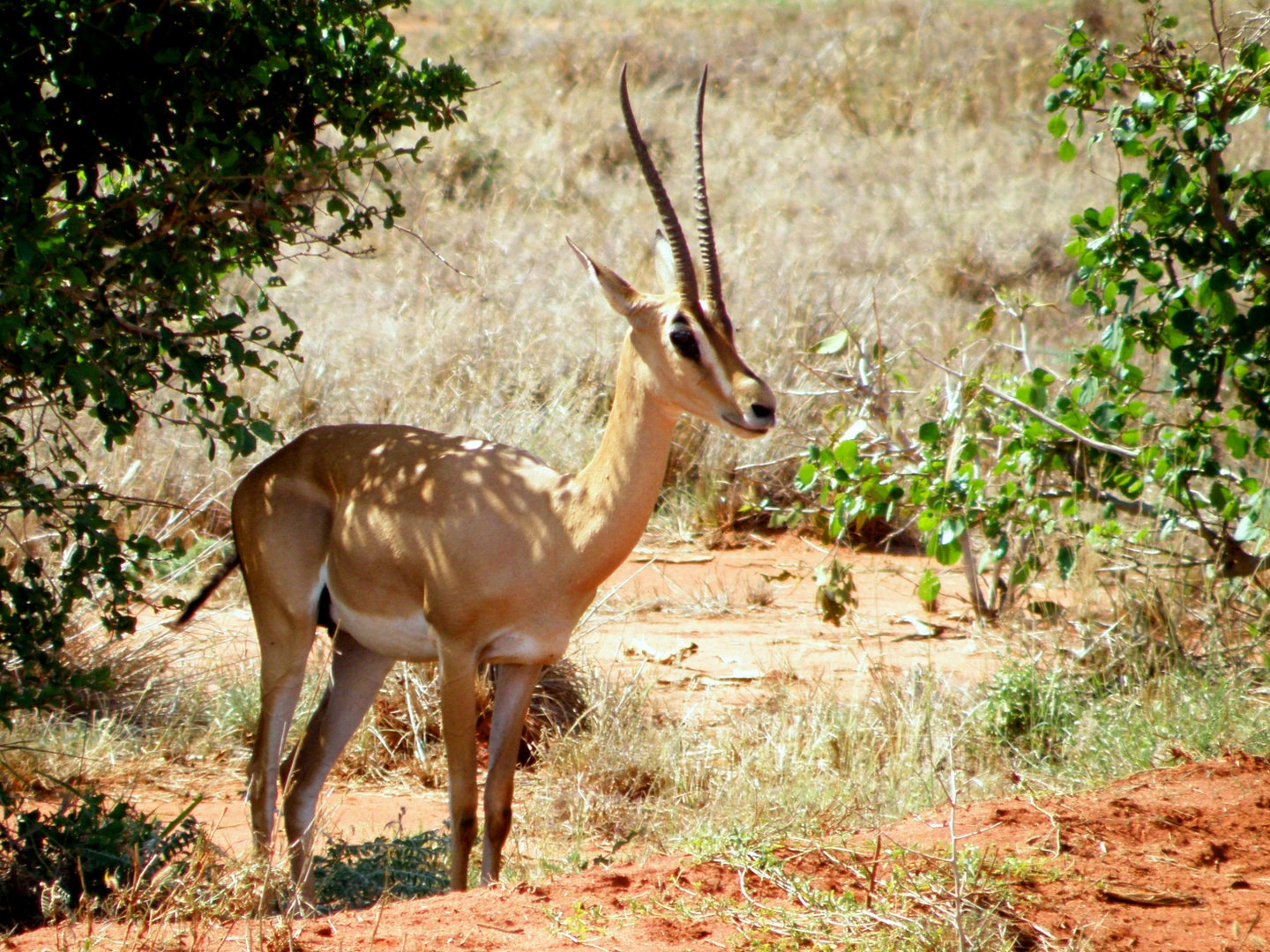 Erstes Impala