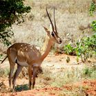 Erstes Impala