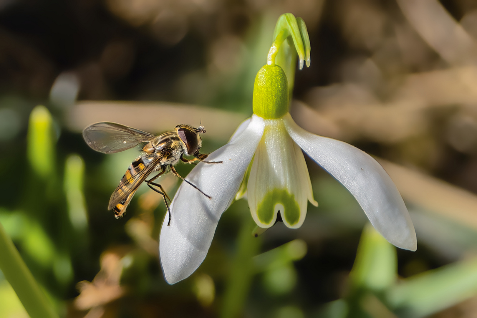 Erstes Insekten-Makro