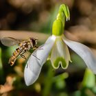 Erstes Insekten-Makro