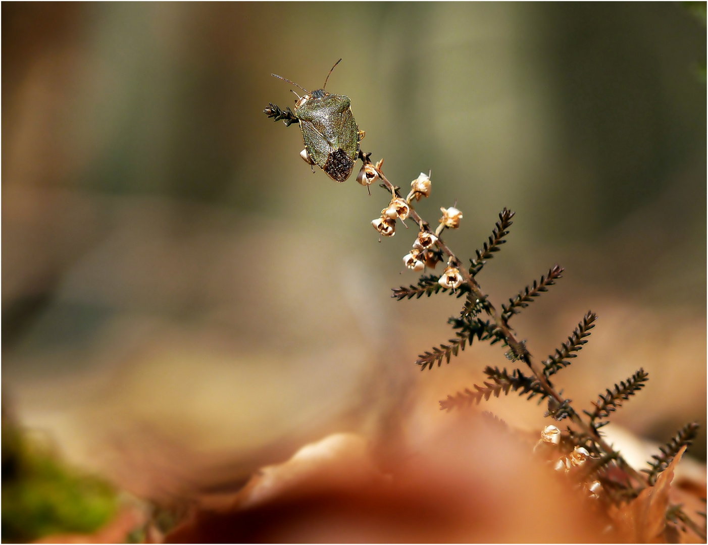 erstes Insektenmakro.....