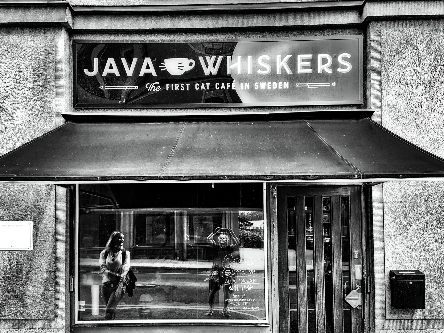 Erstes Katzenkaffee in Stockholm